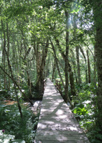 National Park Biogradska Gora - Forest
