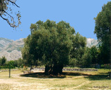 Old Olive tree, Bar, Montenegro