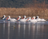 Skadar Lake Pelicans