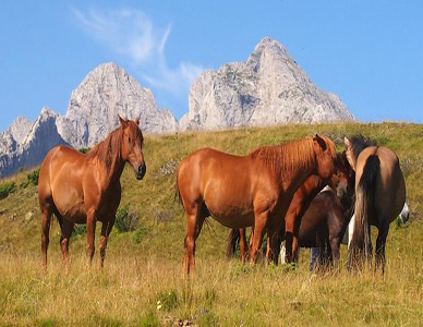 Komovi Mountain, Montenegro - Wild Horses