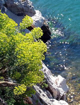 Mimosas Adriatic Coast 