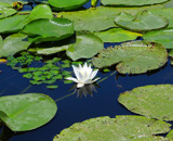 Skadar Lake - Water lily
